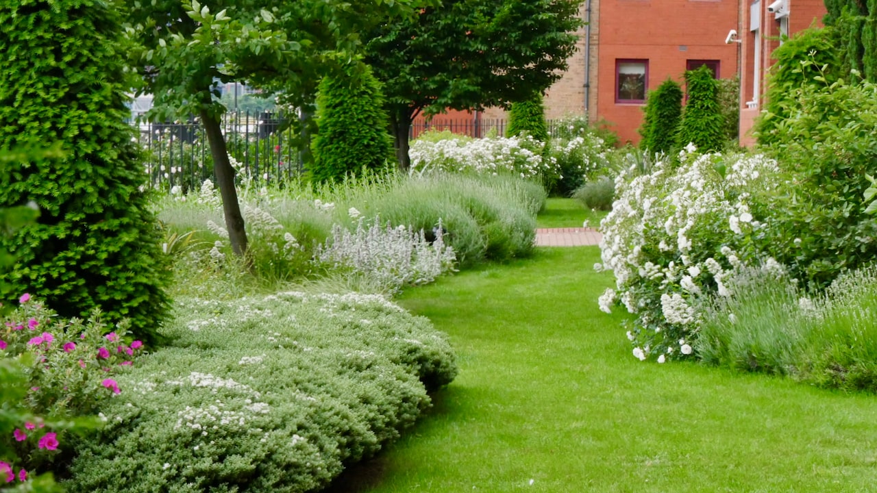 A lawn path running between clipped shrubs, lavender and white flowering roses